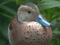 Ringed teal