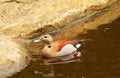 Ringed Teal Duck Bolivia