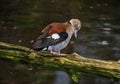 Ringed Teal Duck Callonetta Leucophrys