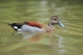 Ringed teal