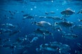 Ringel bream under water, under water photography of ocean fish in Croatia, fish swarm close up photo, amazing blue ocean with