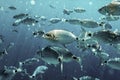 Ringel bream under water, under water photography of ocean fish in Croatia, fish swarm close up photo, amazing blue ocean with