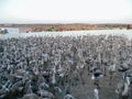 Ringing of flamingo chickens in Fuente de Piedra Lake