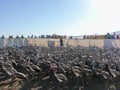 Ringing of flamingo chickens in Fuente de Piedra