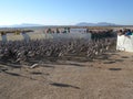 Ringing of flamingo chickens in Fuente de Piedra