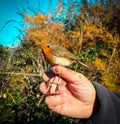 Ringing of a robin bird in Madrid Royalty Free Stock Photo