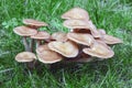 Ringless honey fungus