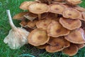 Ringless honey fungus