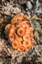 Ringless Honey Fungus