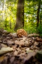 Ringless Honey mushroom Armillaria tabescens