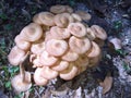North Amercian Ringless Honey Mushrooms