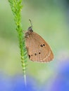 Ringlet Aphantopus hyperantus Royalty Free Stock Photo