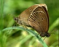 Ringlet aphantopus hyperantus Royalty Free Stock Photo