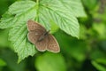 Ringlet (Aphantopus hyperantus). Royalty Free Stock Photo