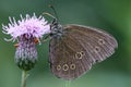 Ringlet buttefly Royalty Free Stock Photo