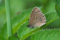 Ringlet butterfly Royalty Free Stock Photo