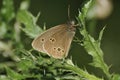 Ringlet Butterfly - Aphantopus hyperantus Royalty Free Stock Photo