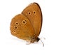 Ringlet butterfly (Aphantopus hyperantus) Royalty Free Stock Photo