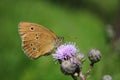 Ringlet butterfly, Aphantopus hyperantus, Royalty Free Stock Photo