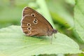 Ringlet Butterfly -Aphantopus hyperantus basking on a leaf.