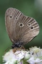 Ringlet Butterfly (Aphantopus hyperantus) on Bramble Blossom Royalty Free Stock Photo