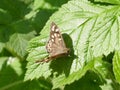 Ringlet Butterfly - Aphantopus hyperantus