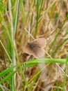 Ringlet butterfly, Aphantopus hyperantus. St Abb\'s Head, Scotland Royalty Free Stock Photo