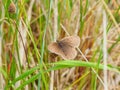 Ringlet butterfly, Aphantopus hyperantus. St Abb\'s Head, Scotland Royalty Free Stock Photo