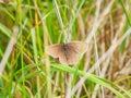 Ringlet butterfly, Aphantopus hyperantus. St Abb\'s Head, Scotland Royalty Free Stock Photo