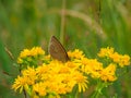 Ringlet butterfly, Aphantopus hyperantus. St Abb\'s Head, Scotland Royalty Free Stock Photo