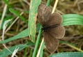 Ringlet butterfly Aphantopus hyperantus in a meadow Royalty Free Stock Photo