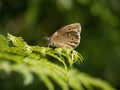 Ringlet Butterfly, Aphantopus hyperantus, on a fern. Royalty Free Stock Photo