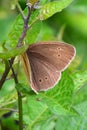 Ringlet Butterfly - Aphantopus hyperantus Royalty Free Stock Photo