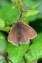 Ringlet Butterfly - Aphantopus hyperantus Royalty Free Stock Photo