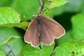 Ringlet Butterfly - Aphantopus hyperantus Royalty Free Stock Photo
