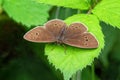 Ringlet Butterfly -Aphantopus hyperantus resting on a nettle leaf Royalty Free Stock Photo