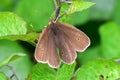 Ringlet Butterfly - Aphantopus hyperantus Royalty Free Stock Photo
