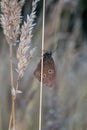 Ringlet butterfly, Aphantopus hyperantus, roosting in a meadow. Royalty Free Stock Photo