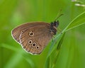 Ringlet Butterfly, Aphantopus hyperantus Royalty Free Stock Photo