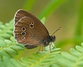 Ringlet Butterfly, Aphantopus hyperantus Royalty Free Stock Photo