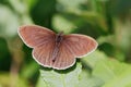 Ringlet Butterfly -Aphantopus hyperantus resting on a leaf. Royalty Free Stock Photo