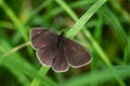 Ringlet Butterfly on a blade of grass Royalty Free Stock Photo