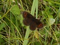 Ringlet butterfly brown orange in the mountains in the green grass Royalty Free Stock Photo