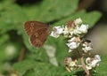 Ringlet butterfly Royalty Free Stock Photo