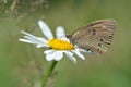 Ringlet butterfly on a oxeye daisy flower in nature macro