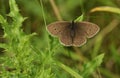 Ringlet butterfly Royalty Free Stock Photo