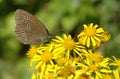 Ringlet butterfly on a ragwort flower Royalty Free Stock Photo