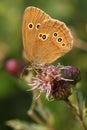 Ringlet butterfly on Thistle Royalty Free Stock Photo