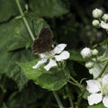 Ringlet is the only representative of its genus that belongs to the large Brushfooted Butterflies family`s subfamily, the Browns. Royalty Free Stock Photo
