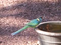 Ringneck bird on a water container